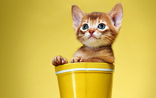 orange tabby kitten on yellow plastic cup
